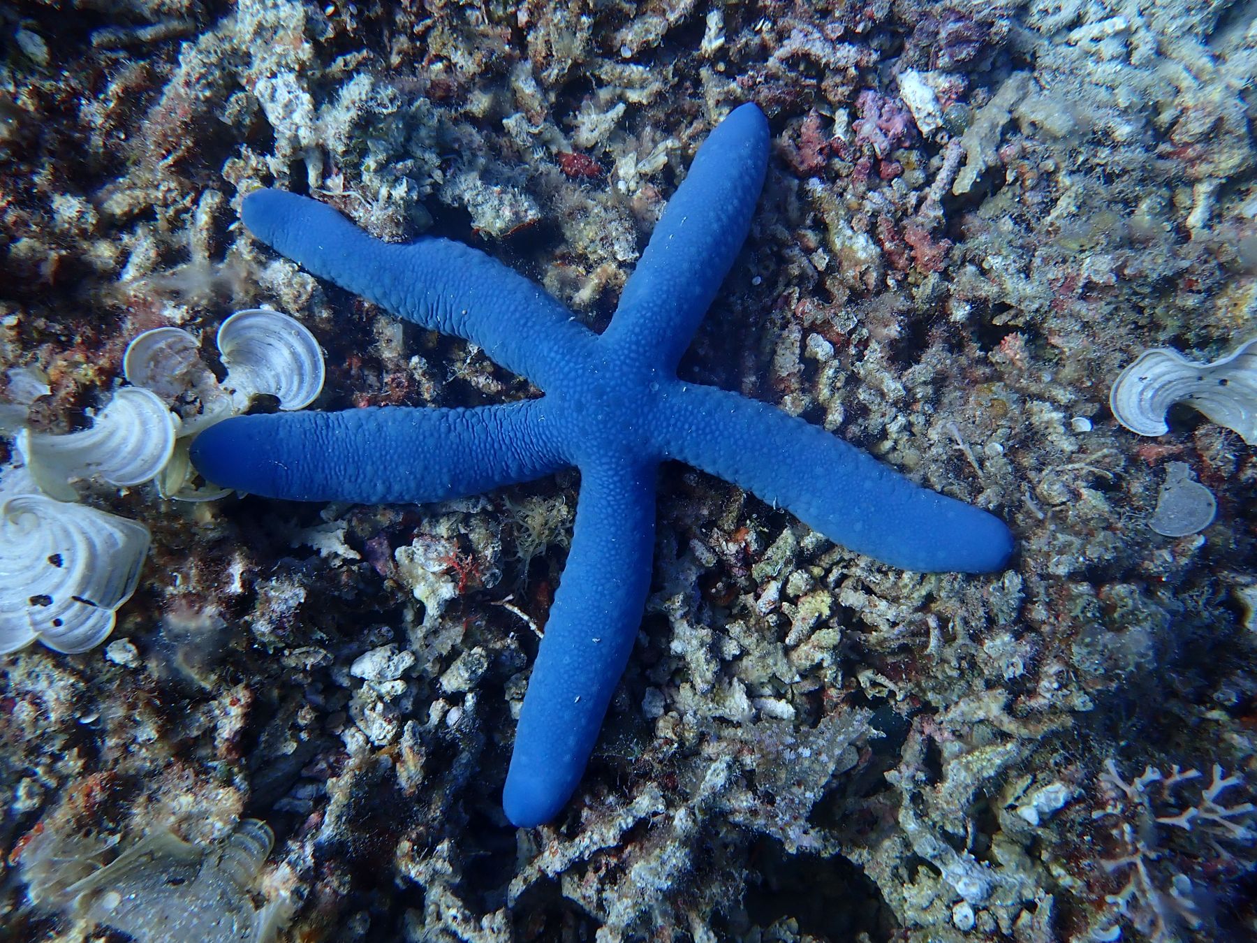 A blue starfish on a reef, photographed while diving